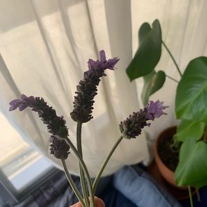 Meet your Posher, Toni marie